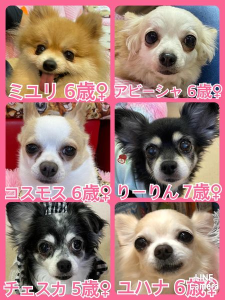 🐾今日の里親様募集中ワンコ🐶メンバーです🐾2022,5,16【保護犬カフェ天神橋店】